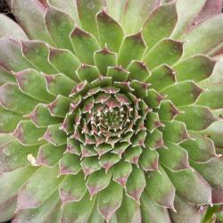 Sempervivum - Dachwurz - Hauswurz